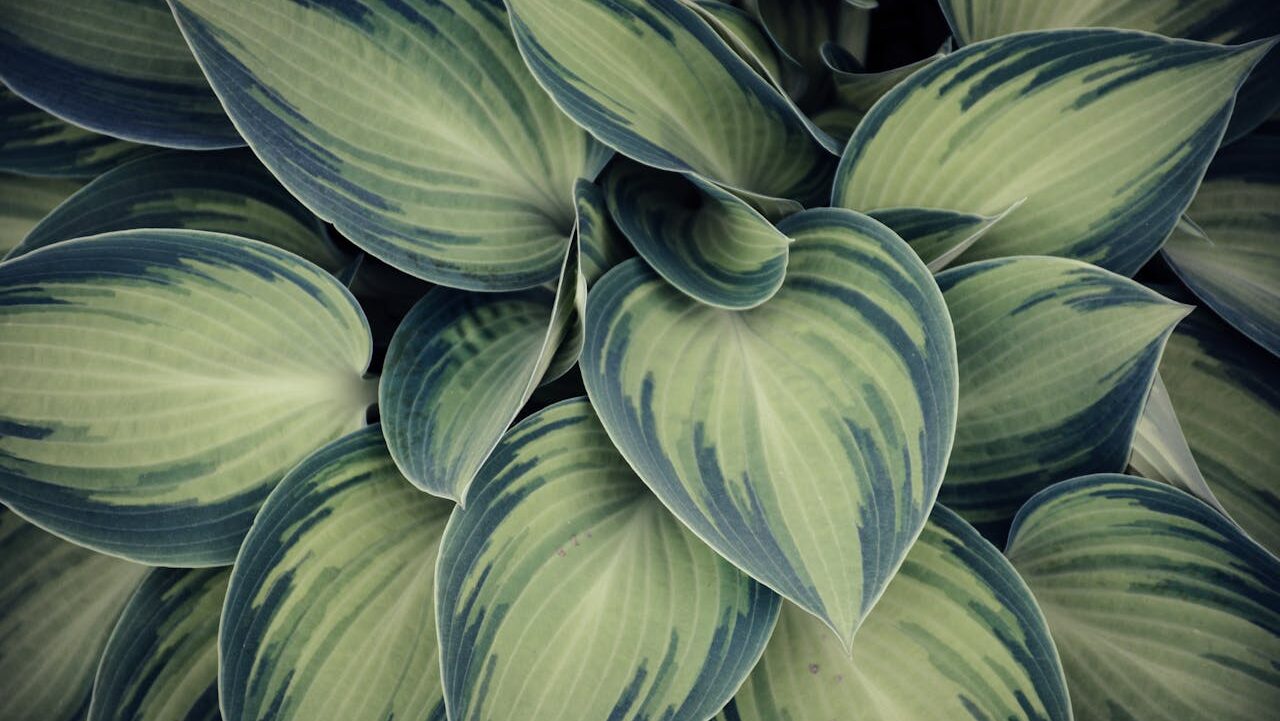 Variegated hosta leaves, blue-green edges, pale green centers, overlapping foliage pattern