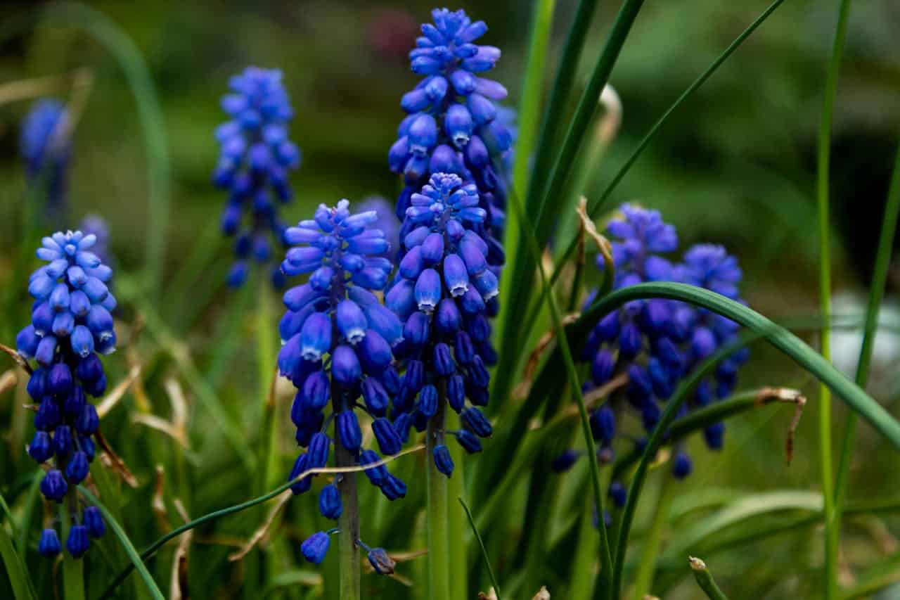 Grape hyacinths, vibrant blue flowers, clustered blossoms, green grass, spring bloom, garden setting, close-up shot