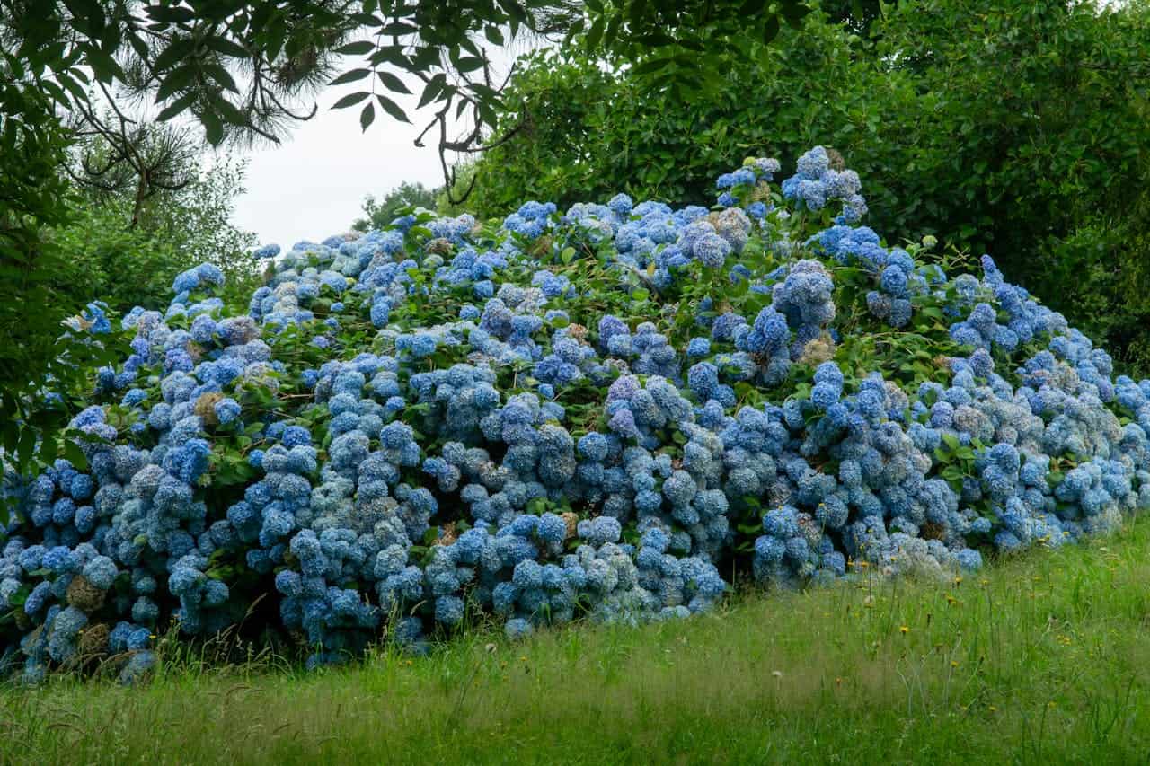 A lush, dense bush of blue hydrangea flowers in full bloom, surrounded by green foliage, with a grassy area in the foreground and overhanging tree branches above