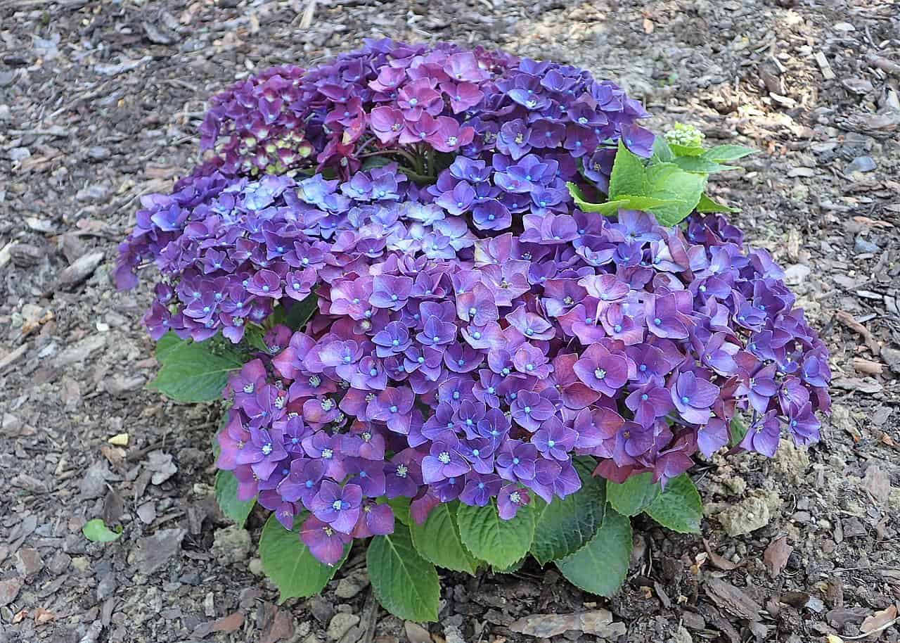 A cluster of purple hydrangea flowers, with shades of deep purple and blue, blooms in a garden, the flowers are surrounded by green leaves and are positioned on a bed of mulch