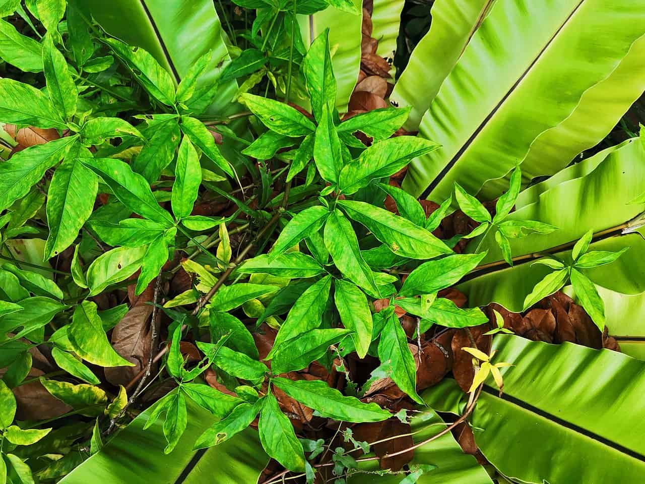 A close-up of lush green leaves, some with slight yellowing, surrounded by large, vibrant green plant leaves, scattered dry brown leaves in the background, natural foliage with a mix of textures and colors