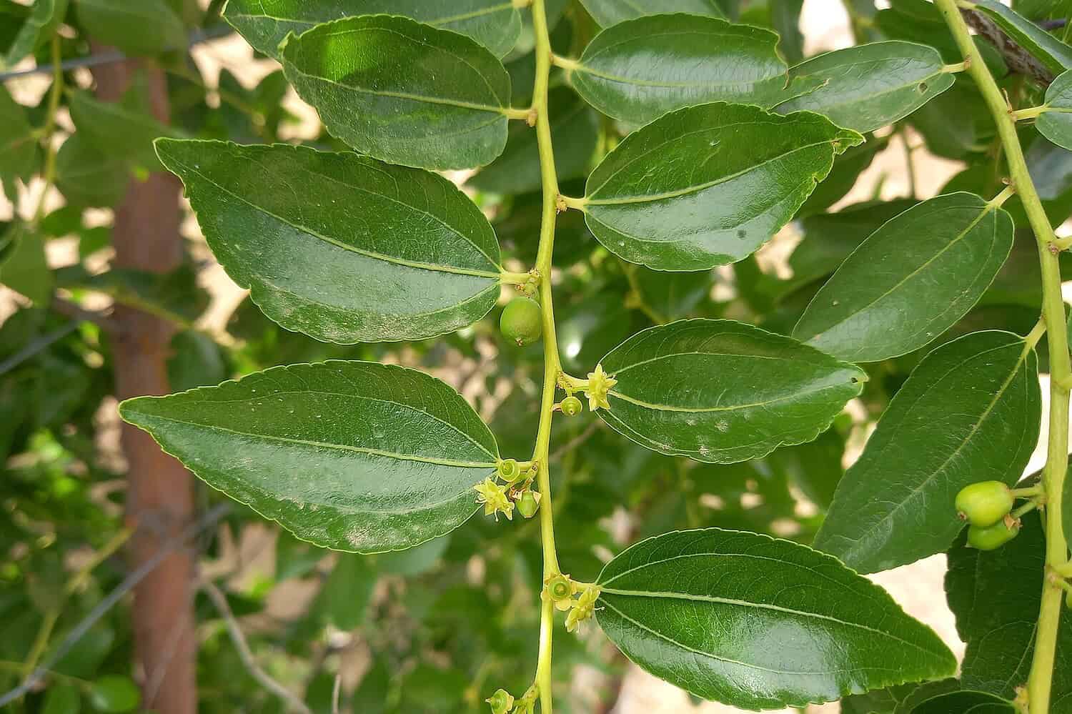 Green glossy leaves on thin stems, tiny yellow flowers, small green fruit buds, sunlit foliage