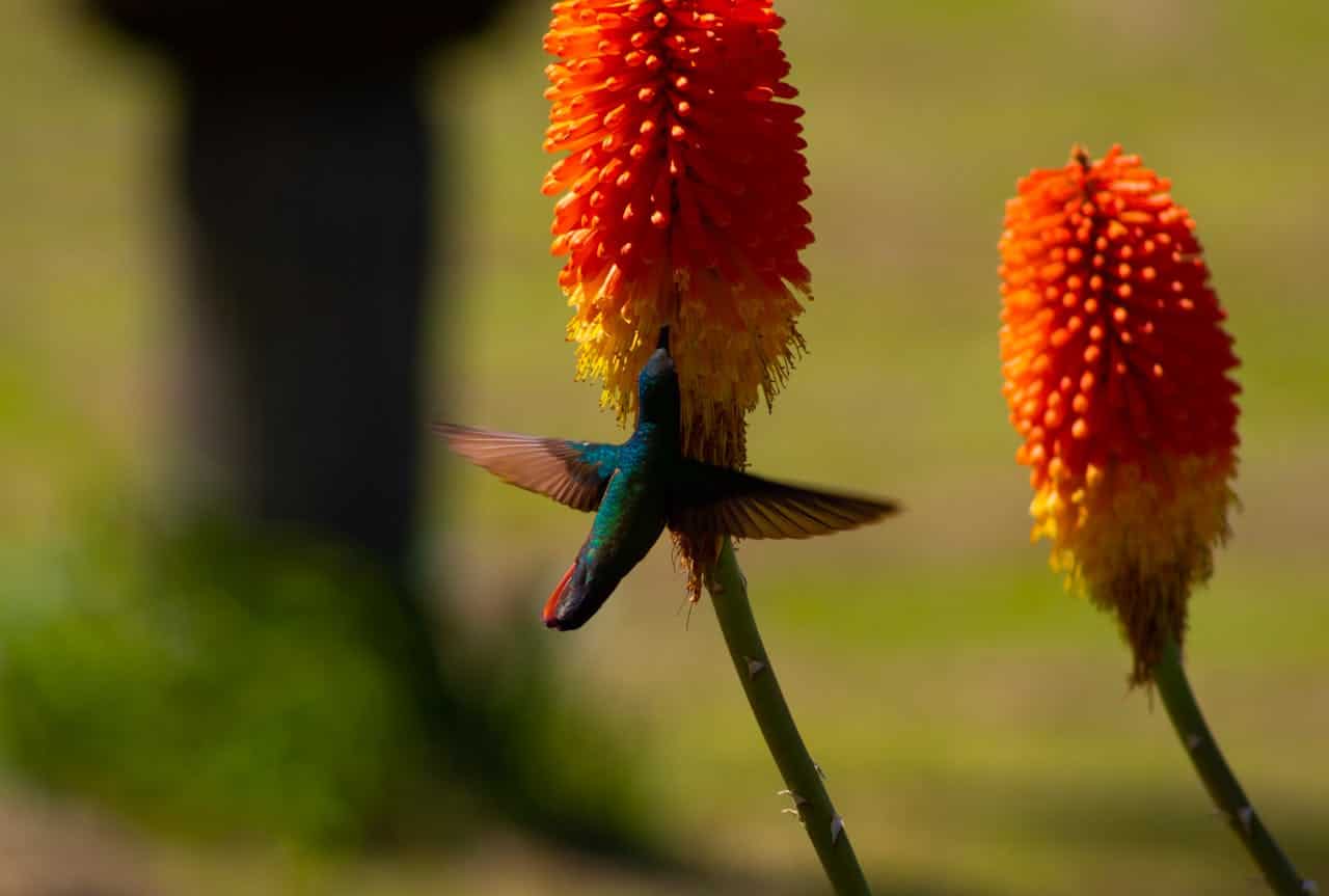 Hummingbird feeding on a vibrant orange and yellow Kniphofia flower, also known as red hot poker, blurred green background, delicate wings in motion, bright sunlight highlighting the scene