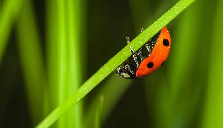 Red and black ladybug clinging upside down to a green blade of grass, surrounded by blurred green grass, detailed close-up shot, natural outdoor setting
