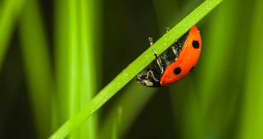 Red and black ladybug clinging upside down to a green blade of grass, surrounded by blurred green grass, detailed close-up shot, natural outdoor setting
