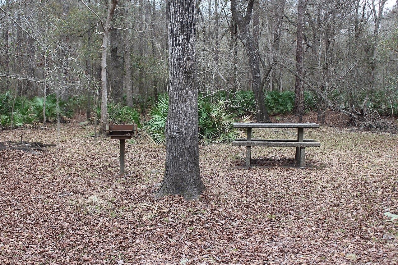 A picnic area in a wooded park, featuring a wooden picnic table on a leaf-covered ground, a nearby metal grill, a tall tree trunk in the foreground, and sparse foliage with palm-like plants in the background