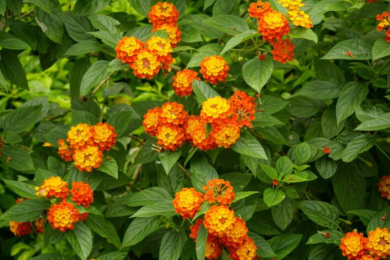12 Reliable Plants That Survive Heatwaves and Droughts