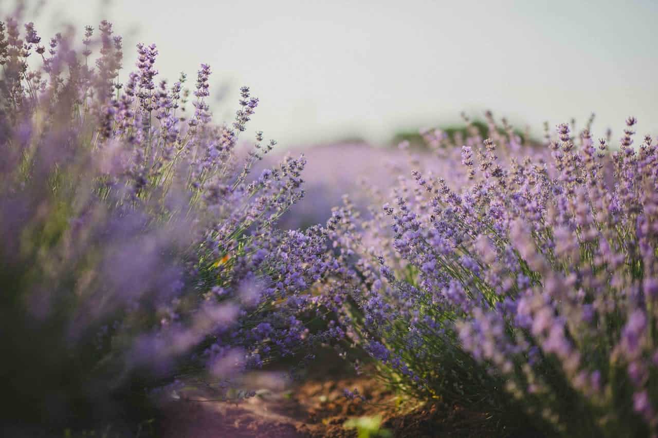 Lavender field in full bloom, soft purple flowers, green stems, warm sunlight, blurred background, peaceful nature scene, aromatic plants, calming atmosphere