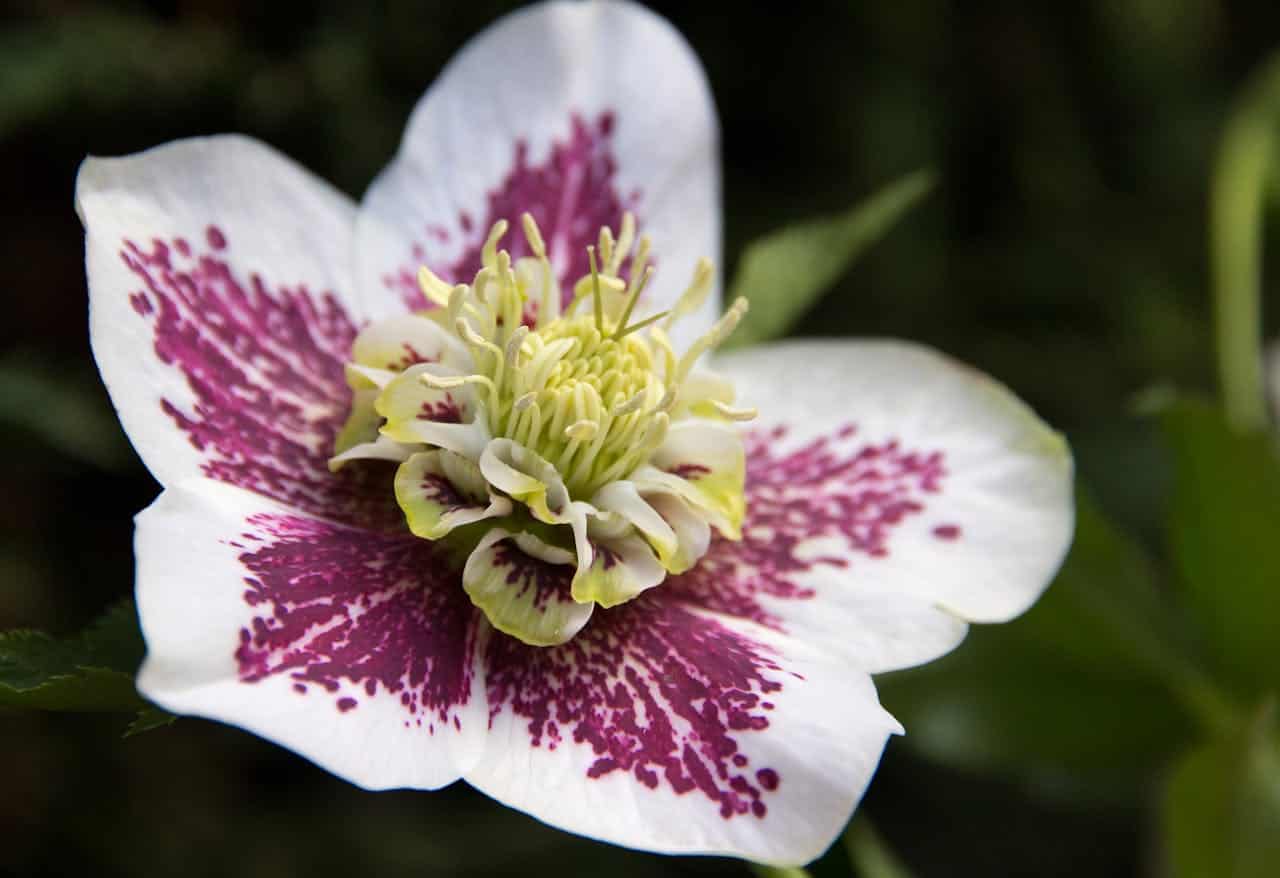 White and purple Lenten rose, delicate petals with dark speckled patterns, intricate yellow-green center, surrounded by green foliage, blooming in soft natural light