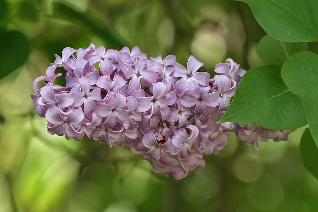 A cluster of light purple lilac flowers is shown, the delicate petals form a dense group on a branch, with green leaves surrounding the flowers, the background is softly blurred, highlighting the floral cluster in full bloom