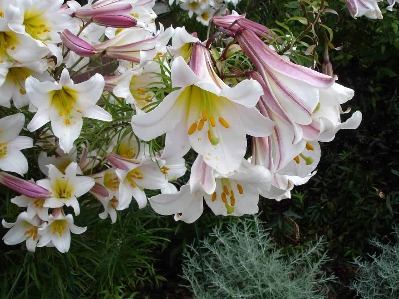 A cluster of white Easter lilies with pink and purple buds, bright yellow stamens with orange pollen, surrounded by green foliage and silvery-blue artemisia plants