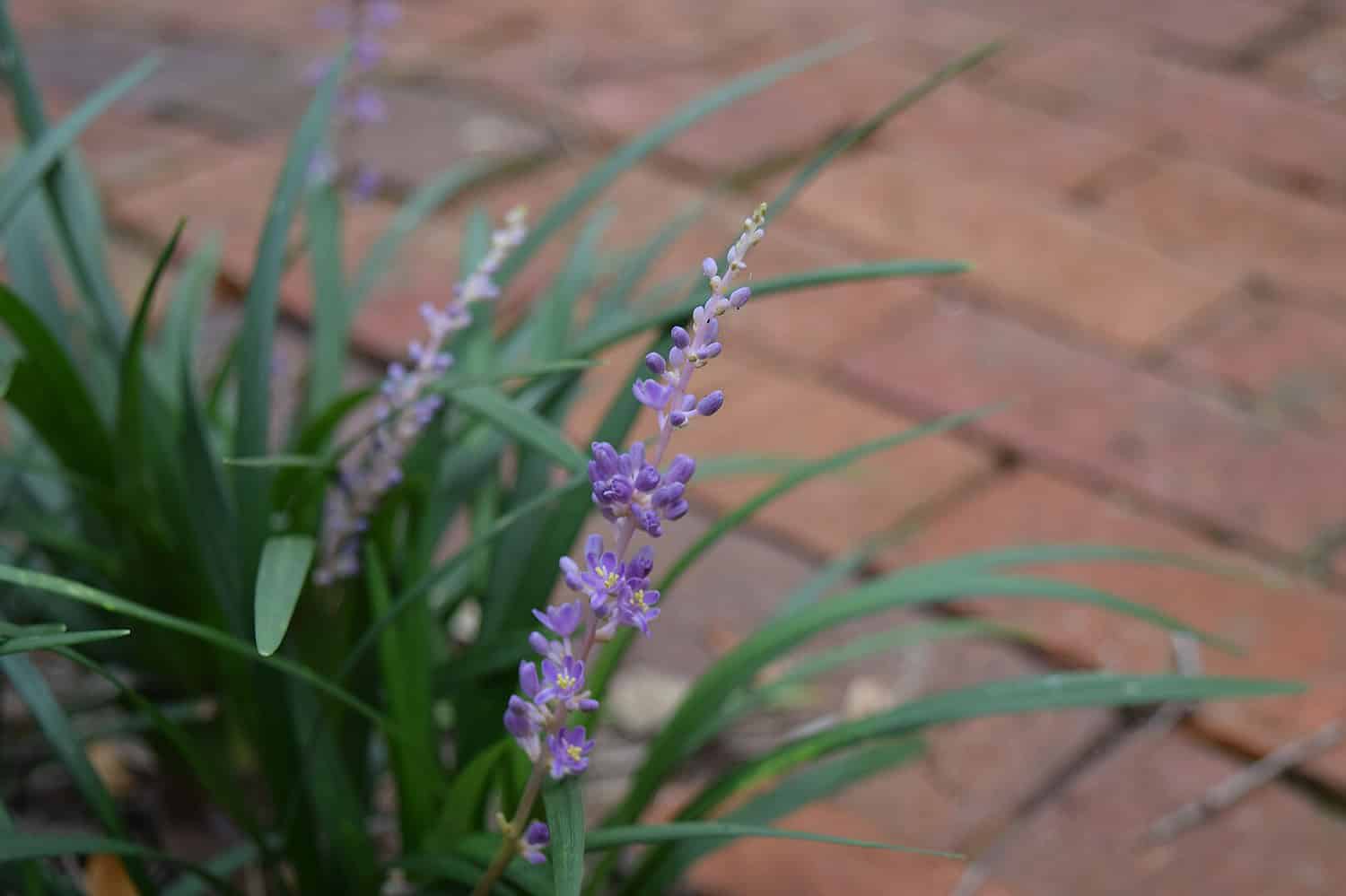 Small purple lavender flower spike, grass-like green foliage, terracotta brick paver background, shallow depth of field