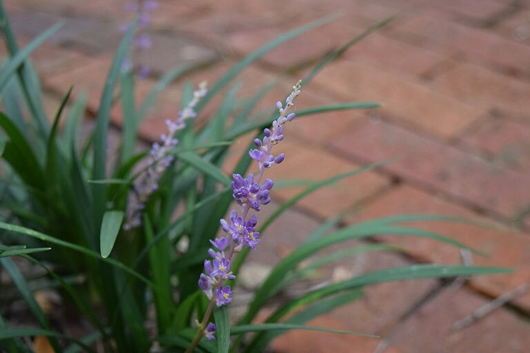 Small purple lavender flower spike, grass-like green foliage, terracotta brick paver background, shallow depth of field