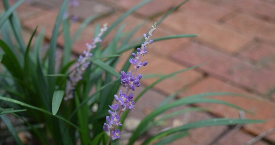 Small purple lavender flower spike, grass-like green foliage, terracotta brick paver background, shallow depth of field
