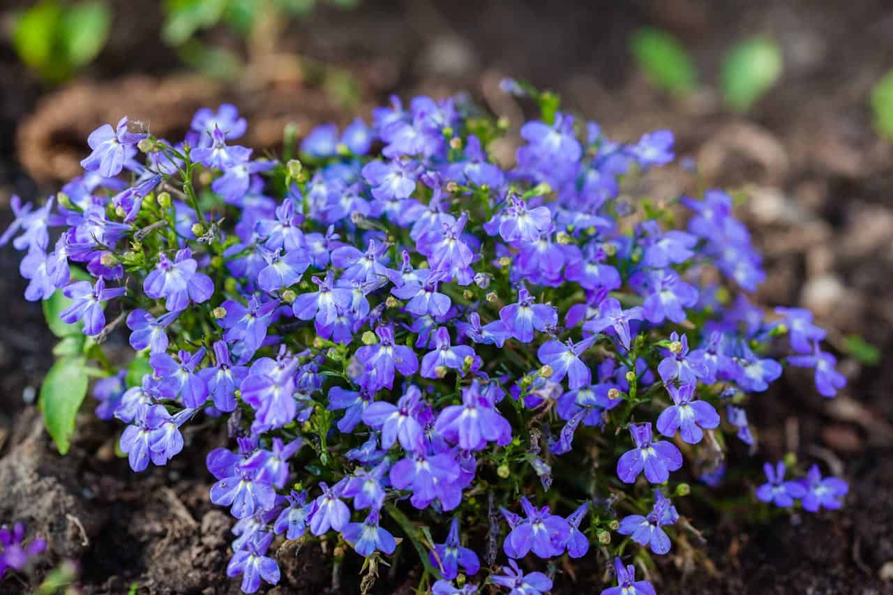 A cluster of vibrant purple Lobelia flowers, delicate petals with a soft gradient, surrounded by green leaves, growing in rich soil, natural sunlight highlighting the blossoms, a fresh and lively garden scene