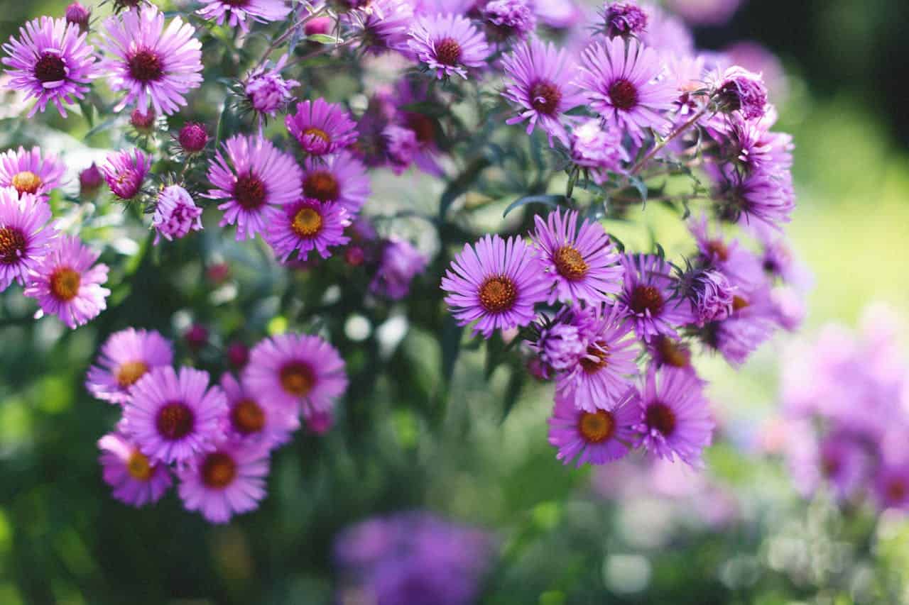 Purple Michaelmas daisies, delicate petals with golden centers, clustered on green stems, soft sunlight filtering through leaves, blurred green and purple background, late-summer garden setting