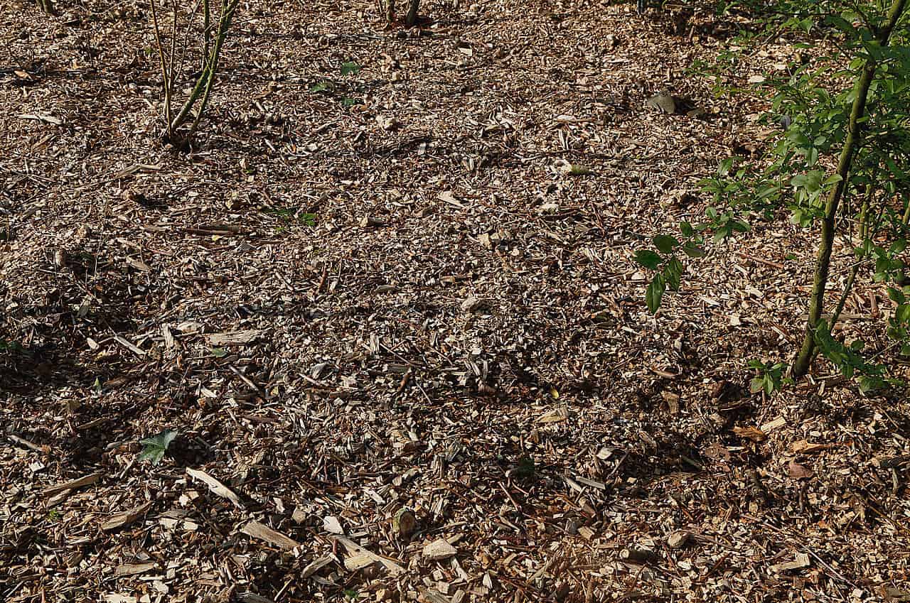 The image shows a garden floor covered with wood chips, a few small plants growing on the sides, and sunlight illuminating the surface, natural ground cover to enrich the soil and maintain moisture