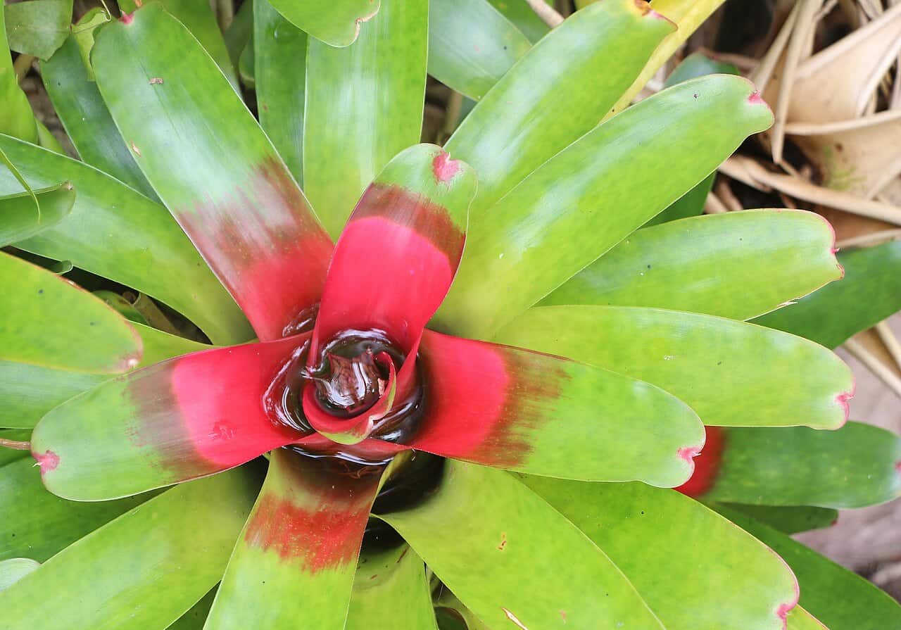 A close-up of a vibrant green and red bromeliad plant with leaves arranged in a spiral pattern, red tips contrasting with the green base, water collecting in the center, creating a striking focal point in the plant