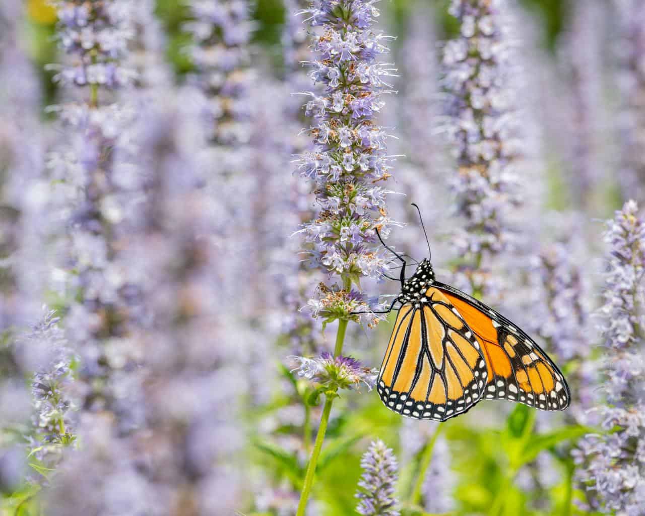 Monarch butterfly perched on a nepeta flower, delicate purple blossoms in full bloom, butterfly feeding on nectar, vibrant orange and black wings, lush green foliage, serene nature scene, close-up of butterfly and flowers