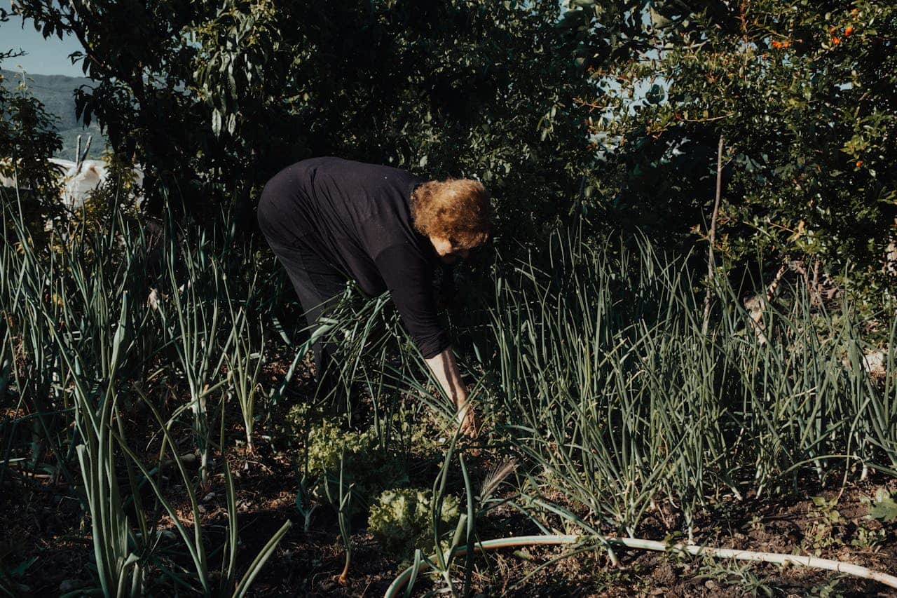 Elderly woman tending to a no-till garden, surrounded by green onion plants and leafy greens, bending down to harvest or inspect crops, natural soil covered with organic matter, lush greenery and trees in the background