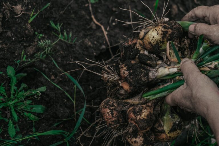 Hands holding freshly harvested onions, covered in soil, green stems attached, dark rich soil in the background, organic farming, farm-to-table produce
