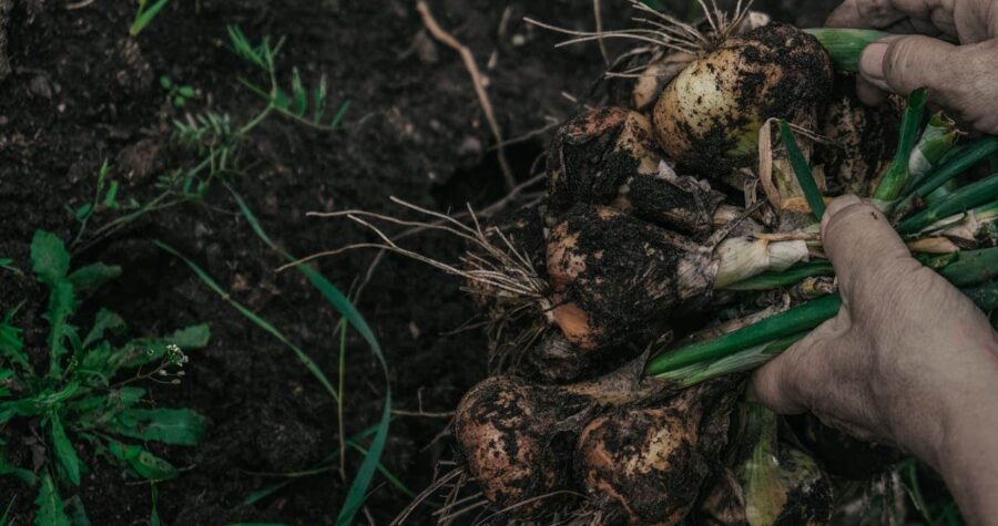 Hands holding freshly harvested onions, covered in soil, green stems attached, dark rich soil in the background, organic farming, farm-to-table produce
