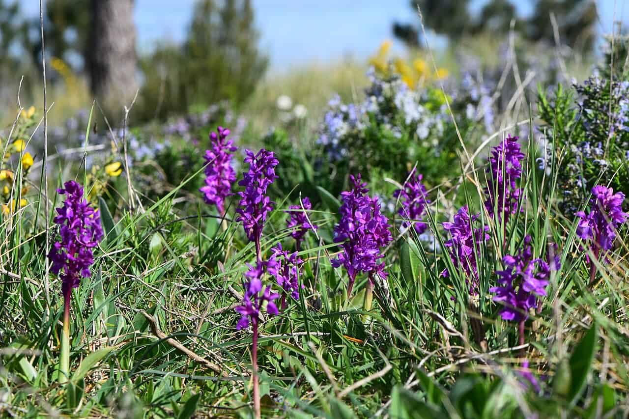 A cluster of purple orchids blooms among green grass, the flowers stand tall with vibrant purple petals, surrounded by various wild plants and soft sunlight, showcasing a natural and wild setting