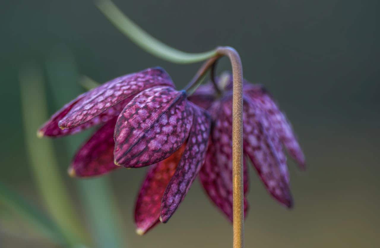 Close-up of a checkered fritillary flower, deep purple petals with intricate patterns, gracefully drooping stem, soft-focus background, delicate and detailed, natural beauty, wildflower in bloom