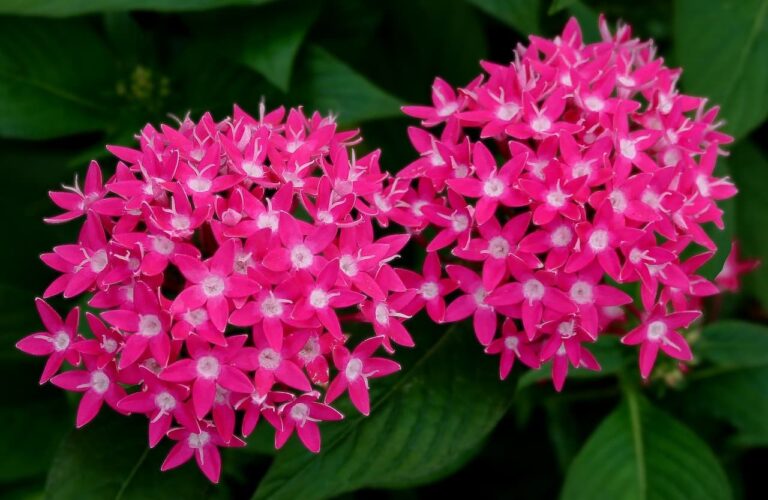 Clusters of bright pink pentas flowers with star-shaped petals and white centers, surrounded by deep green leaves
