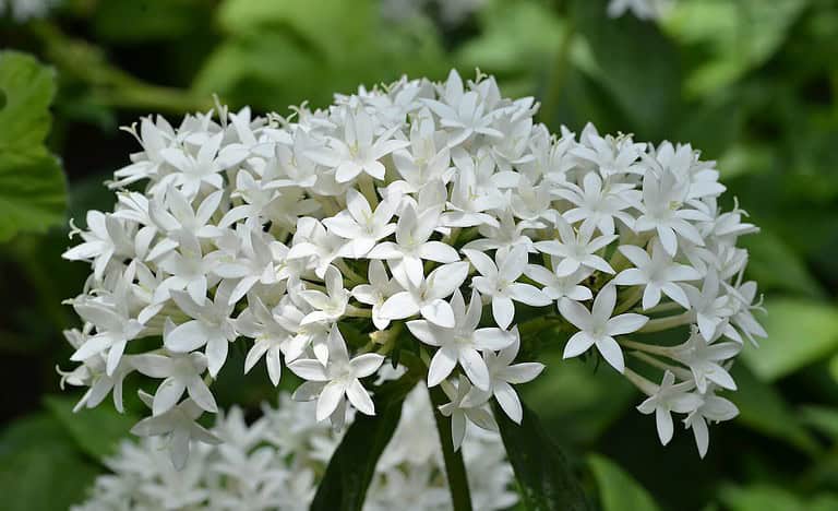 A cluster of white Pentas lanceolata flowers, delicate star-shaped petals, lush green leaves, natural garden setting, soft sunlight