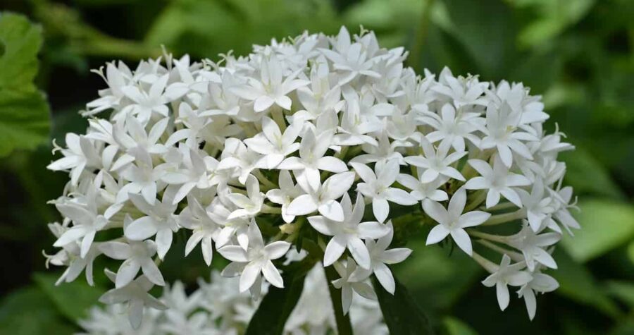 A cluster of white Pentas lanceolata flowers, delicate star-shaped petals, lush green leaves, natural garden setting, soft sunlight