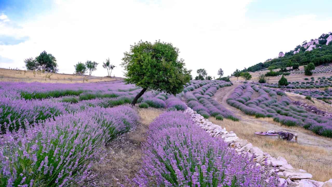Lavender Field Landscape in Bucak, Turkey