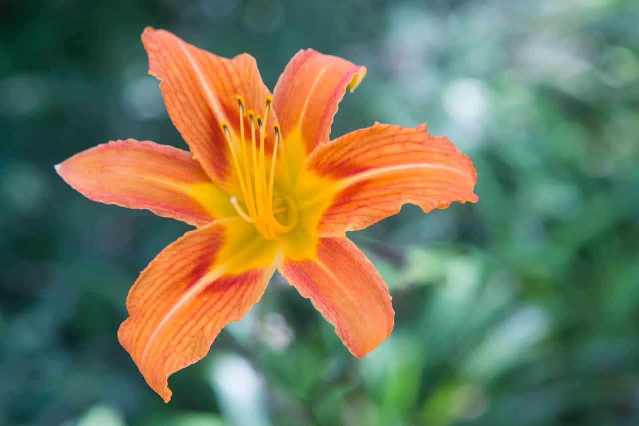 Yellow Day Lily Flower