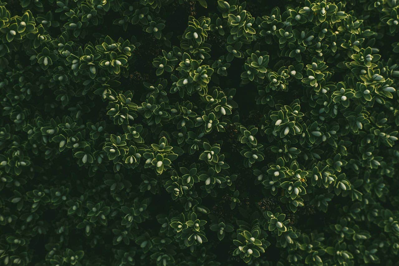 Lush boxwood evergreen shrub growing in garden