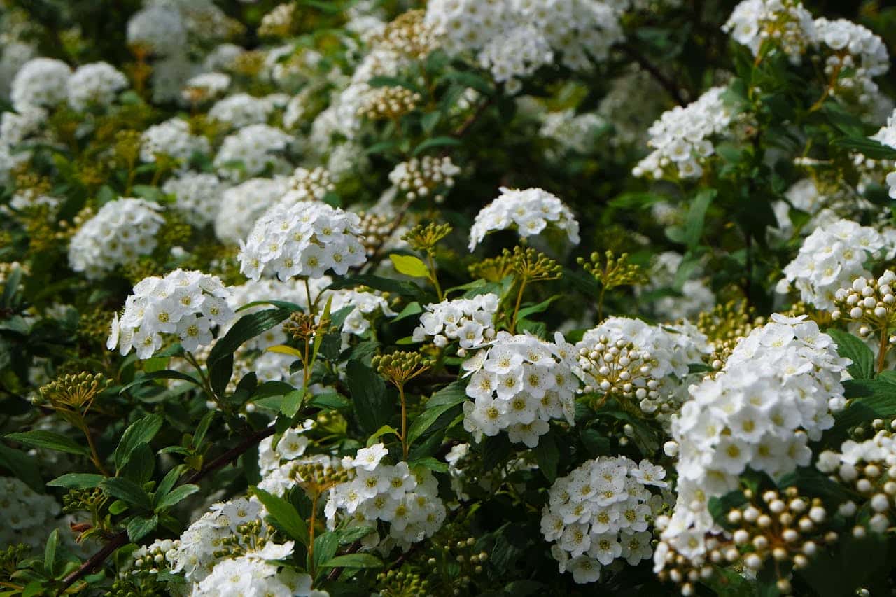 Lush White Spirea Blossoms in Full Spring Bloom