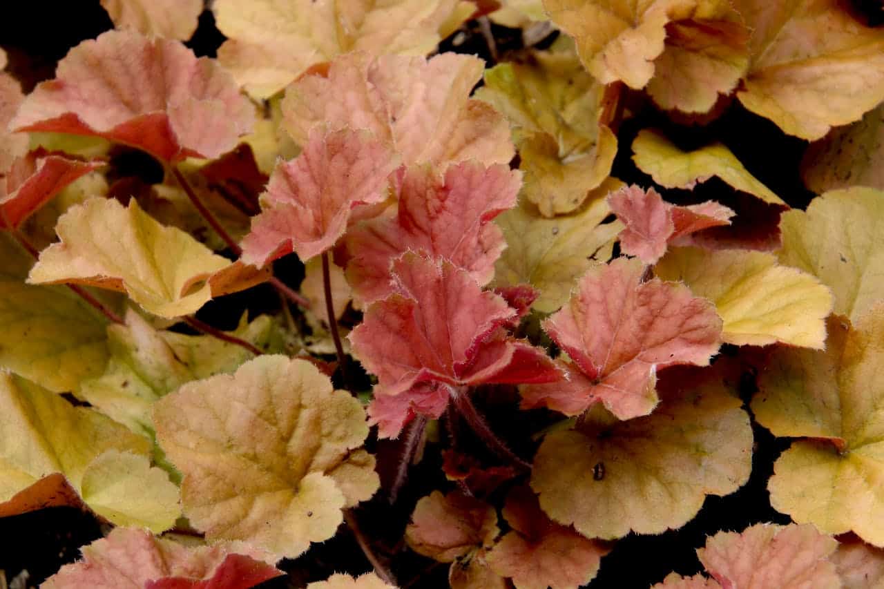 Red and Yellow Leaves on Plant