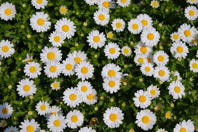 10 Plants That Come Back Stronger Every Year