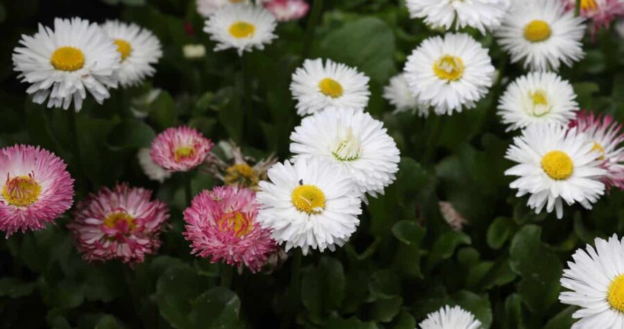 Vibrant White and Pink Daisies in Bloom