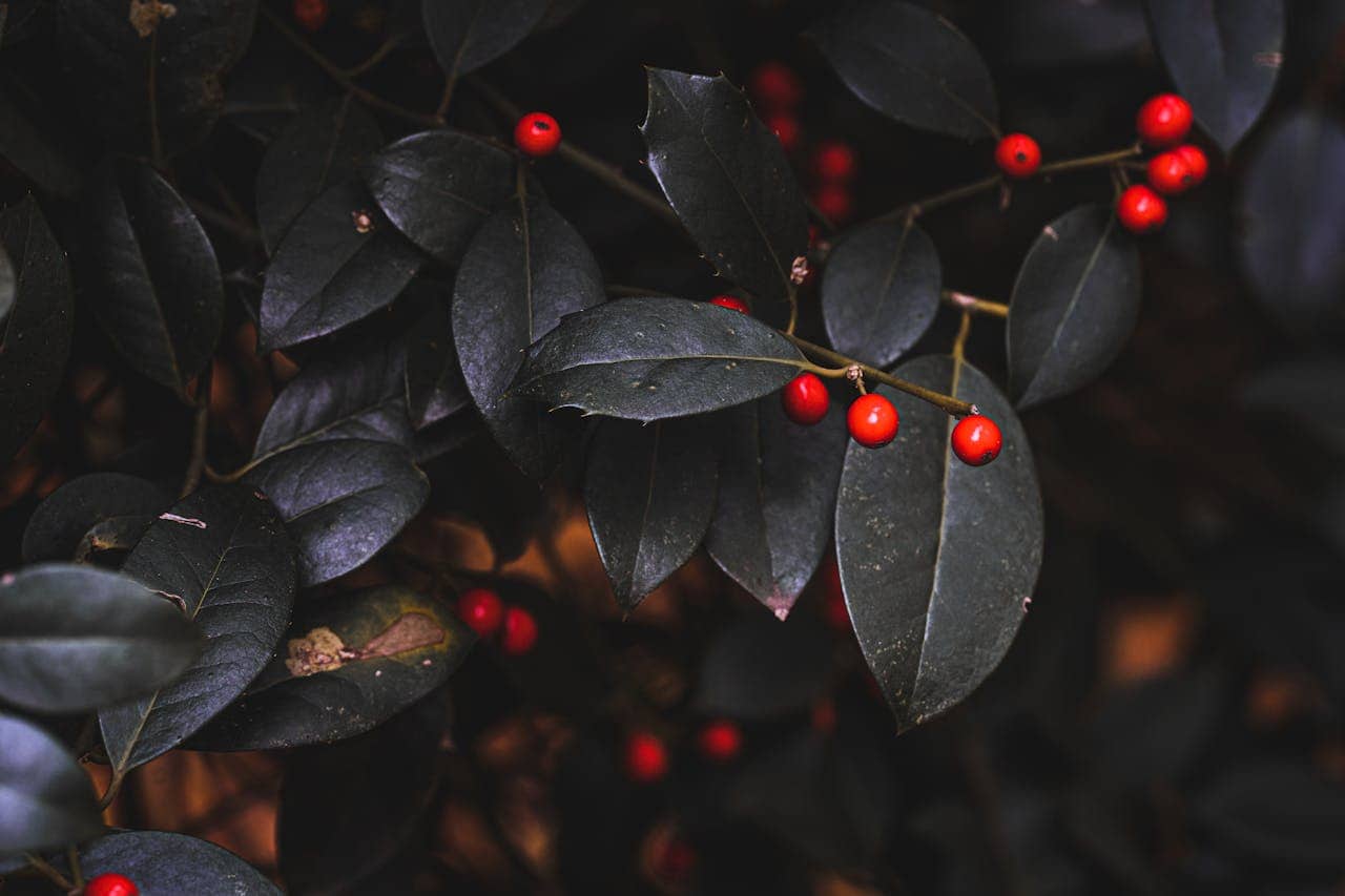 Red Drupes of a Holly Plant with Green Leaves