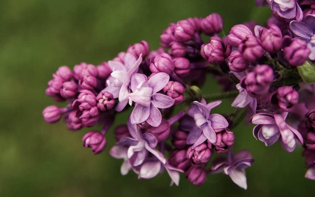 Close-up Photo of Purple Petal Flowers