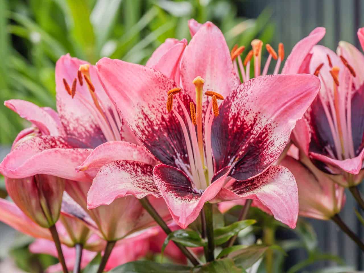 Lilies in Bloom