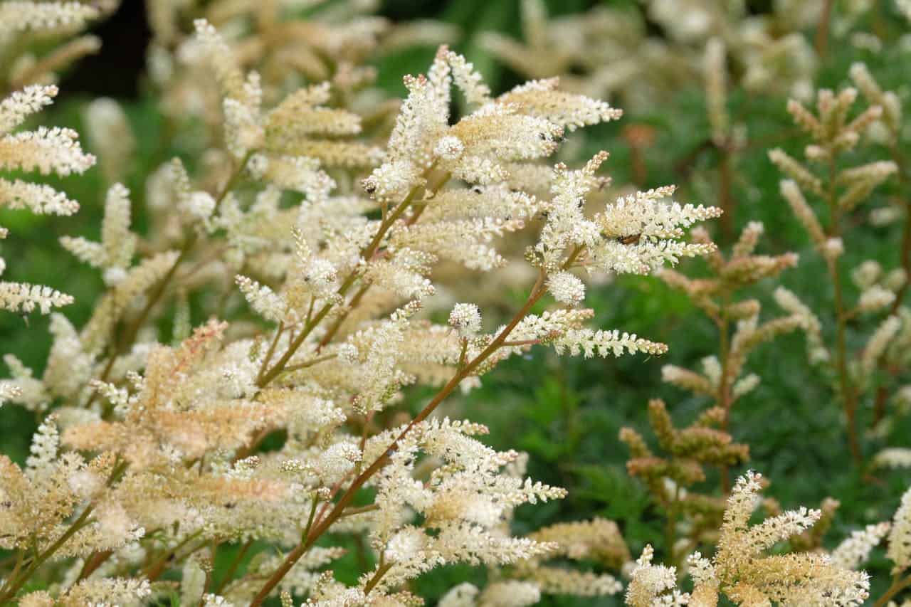Close-up of White Astilbe Flowers in Bloom