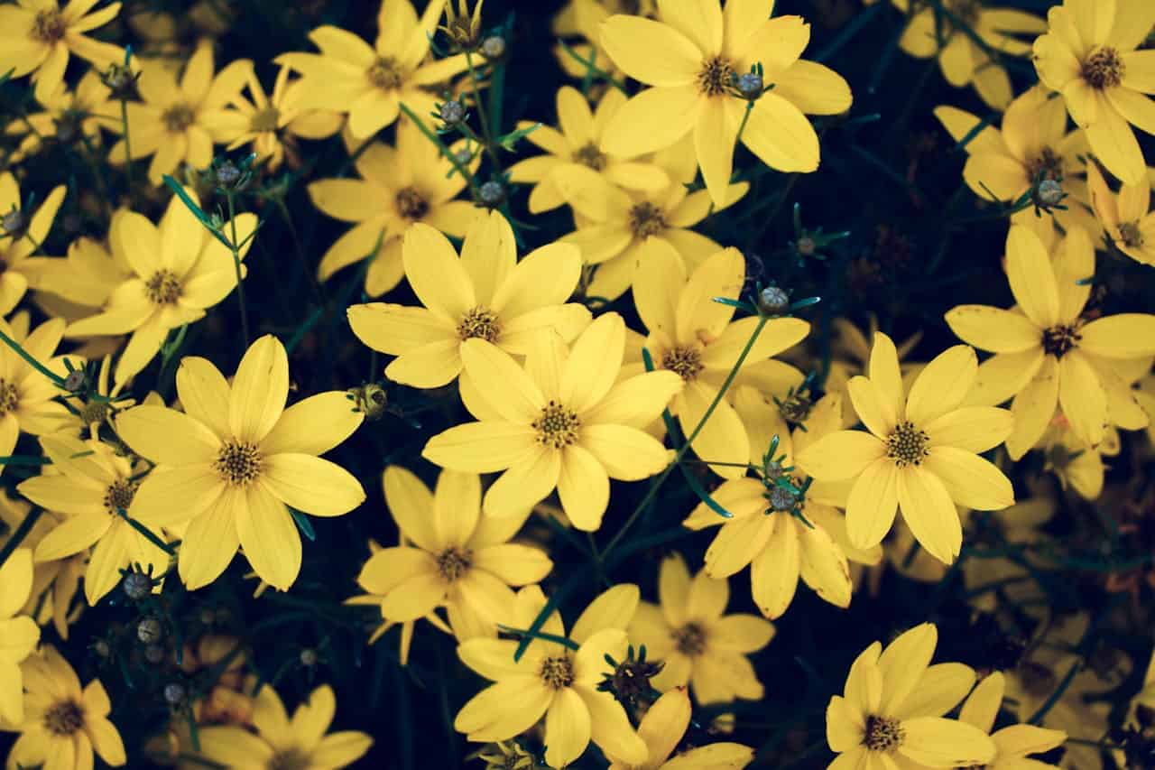 Yellow Petaled Flowers