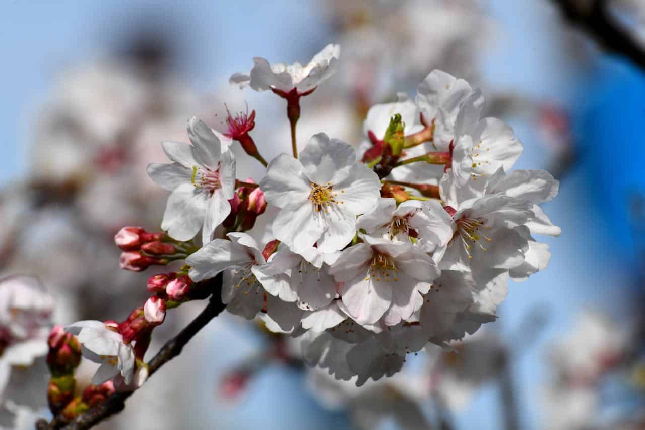 Close-up of Cherry Blossoms in Full Bloom