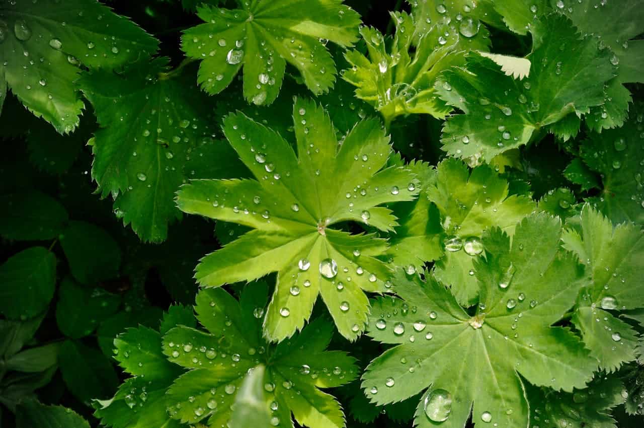 Rain Drops on Leaves