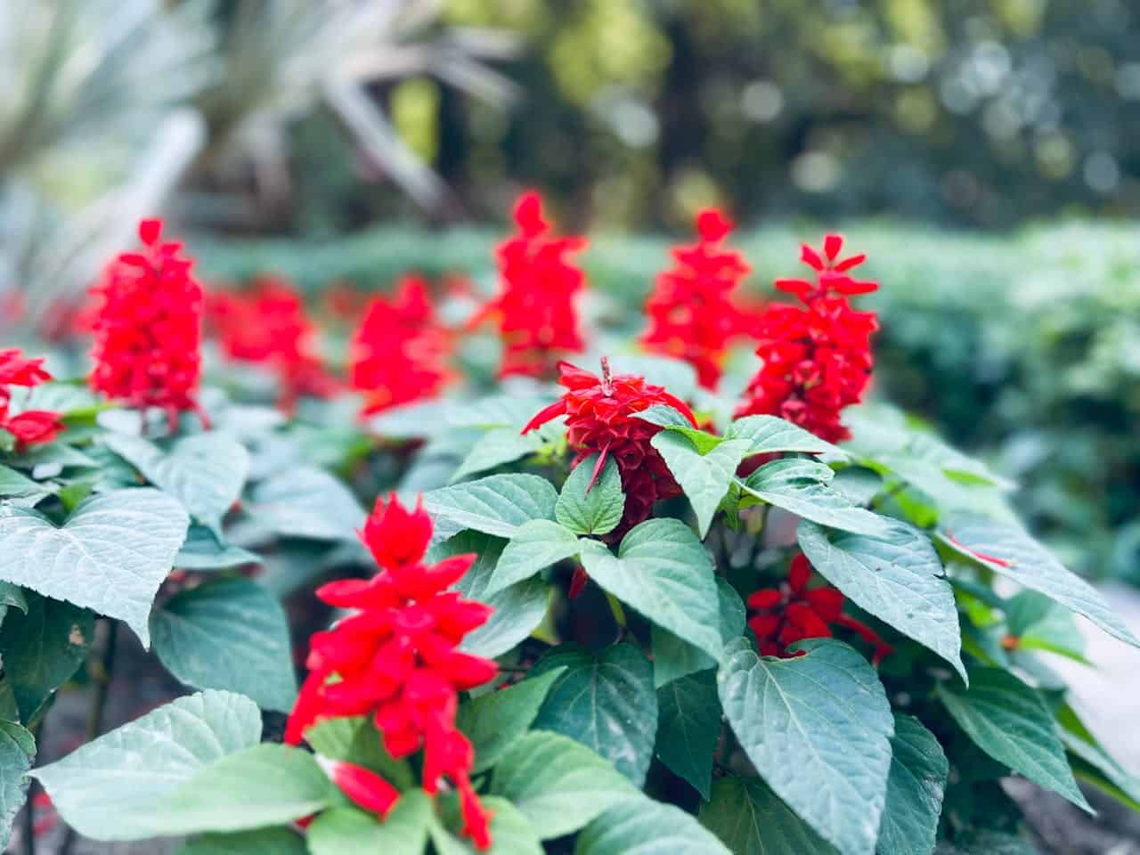 Close-up of pineapple sage plants, bright red tubular flowers, lush green leaves, blurred natural background, outdoor garden setting, vibrant and fresh appearance