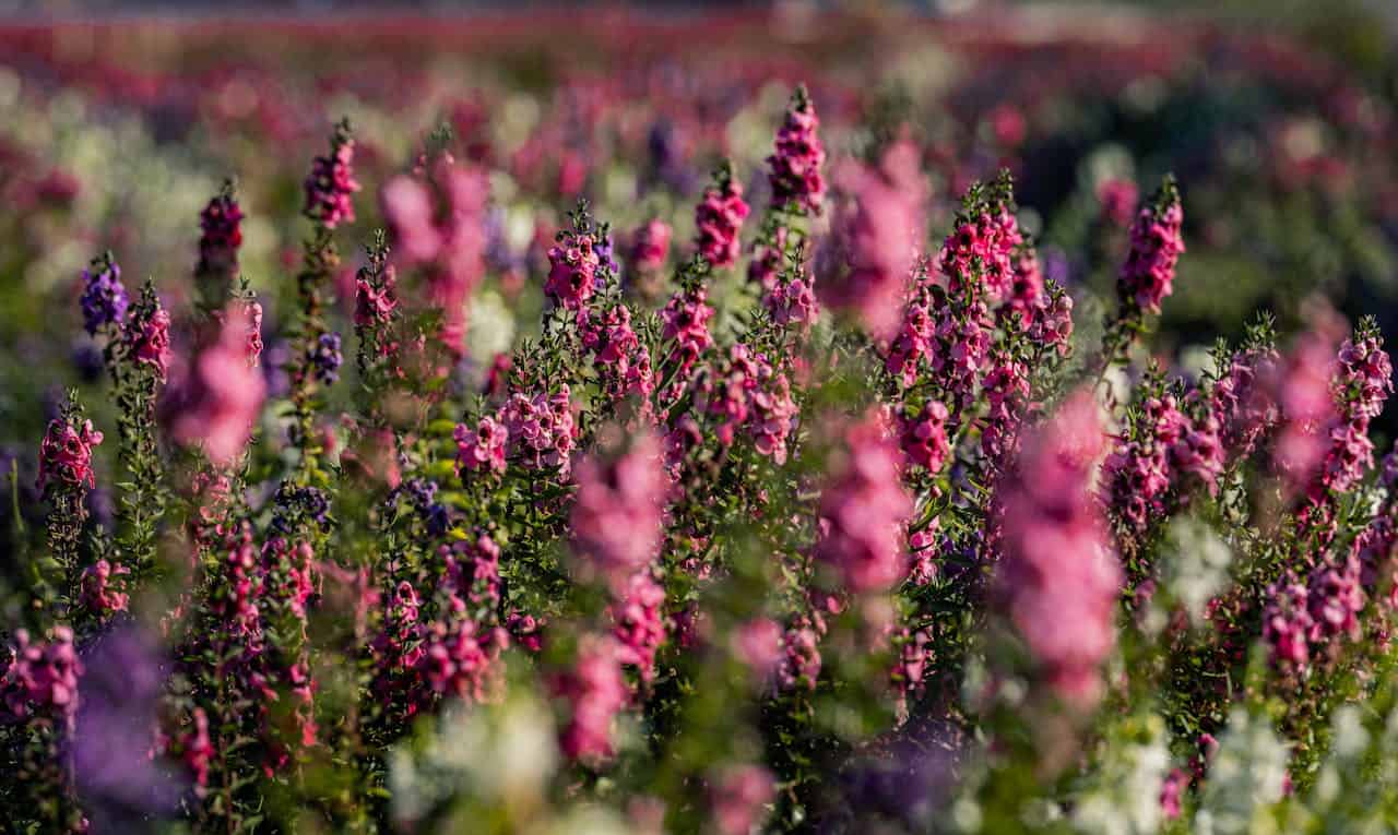 Vibrant pink perennial salvias, dense flower field, lush green stems, soft sunlight, blurred background, summer bloom, natural beauty, wildflower meadow