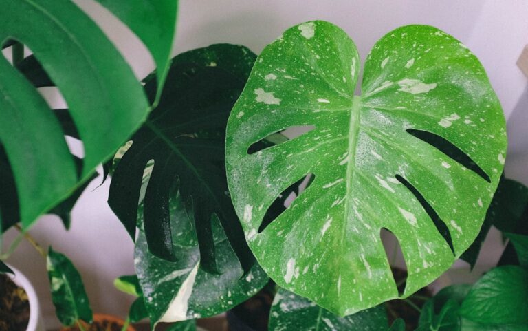 Variegated monstera leaves, green with white speckles, large fenestrations, indoor potted plant, possible fungal or bacterial infection, soft natural lightin