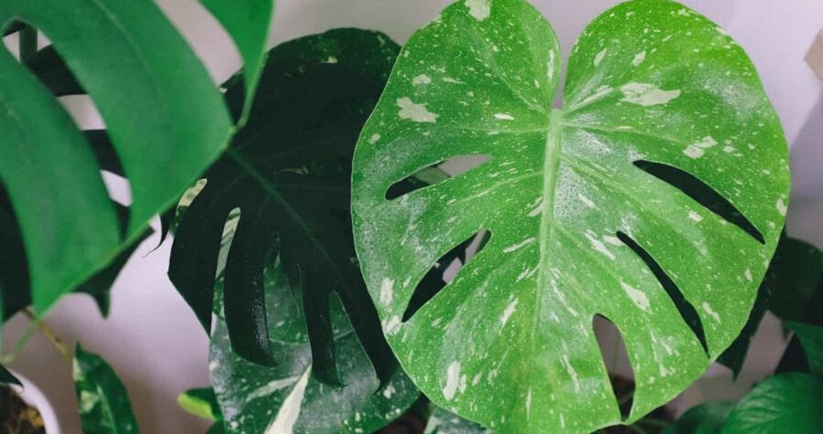 Variegated monstera leaves, green with white speckles, large fenestrations, indoor potted plant, possible fungal or bacterial infection, soft natural lightin