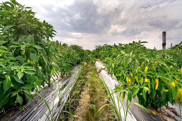 Rows of banana pepper plants, yellow peppers hanging from branches, plastic mulch covering soil, narrow dirt pathway between rows, scattered weeds growing, healthy crop in a well-maintained field